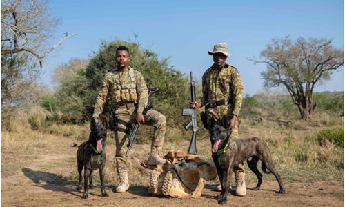 Anti-poaching K9s: A ranger’s best friend in the fight for rhinos