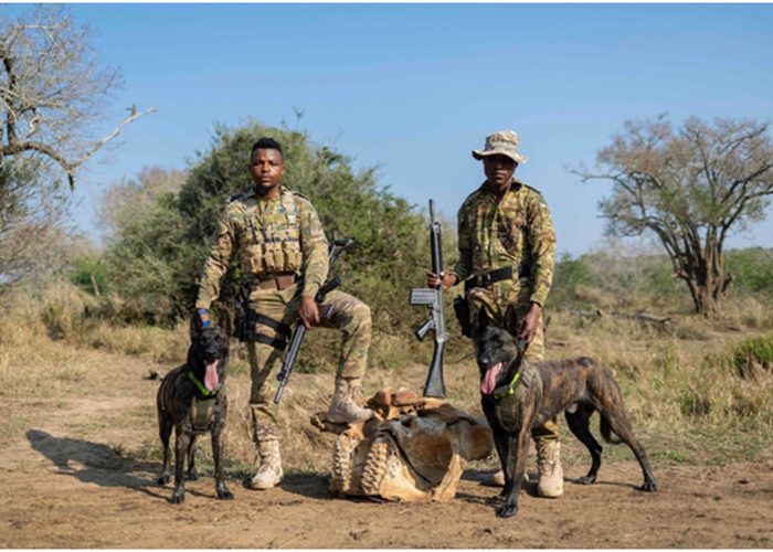 Anti-poaching K9s: A ranger’s best friend in the fight for rhinos