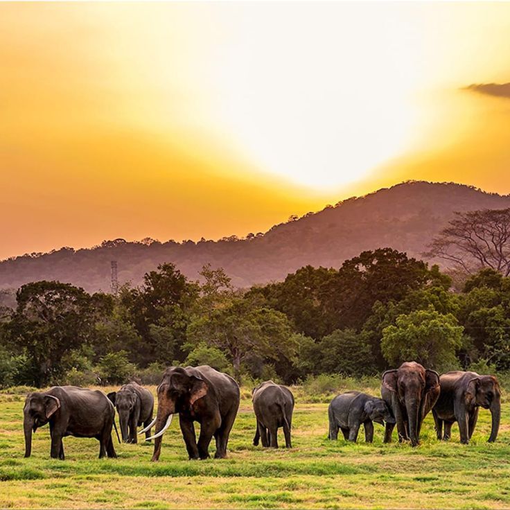 Udawalawe National Park