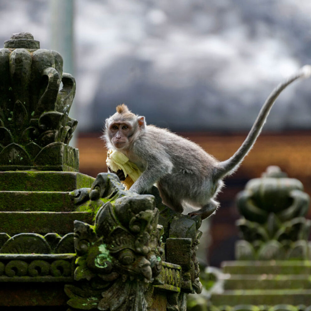 bali-with-monkeys-3