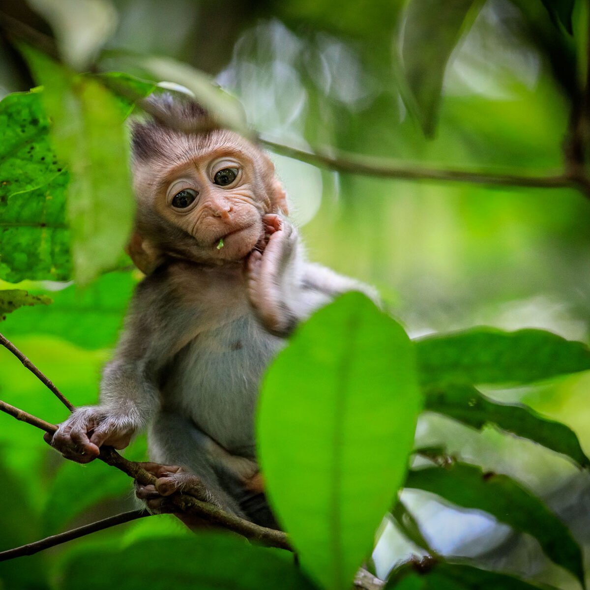 bali-with-monkeys
