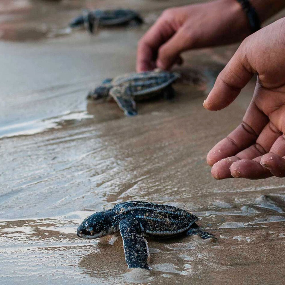 srilanka-turtles7